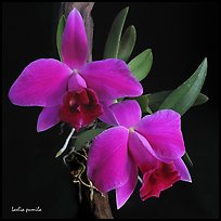 Hadrolaelia pumila. A species orchid
