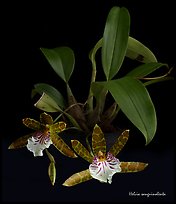 Helcia sanguinolenta. A species orchid (color)