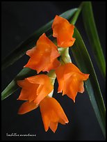 Isochillus aurantiacus. A species orchid