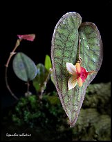 Lepanthes saltatrix. A species orchid