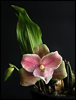 Lycaste brevispatha. A species orchid