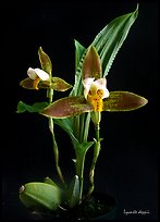 Lycaste debbie. A species orchid (color)