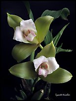 Lycaste tricolor plant. A species orchid