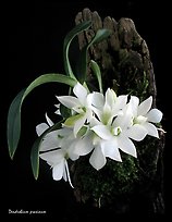 Maccraithea prasina. A species orchid