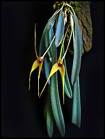 Masdevallia caesae. A species orchid