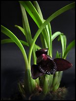 Maxillaria schunkeana. A species orchid