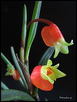 Mediocalcar sp. New Guinea. A species orchid