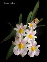 Miltoniopsis vexillaria. A species orchid (color)