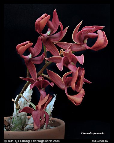 Mormodes paraensis. A species orchid