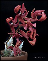 Mormodes paraensis. A species orchid