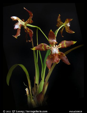 Odontoglossum armatum. A species orchid