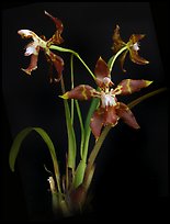 Odontoglossum armatum. A species orchid