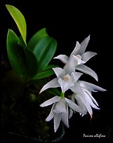 Panisea albiflora. A species orchid
