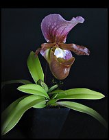 Paphiopedilum charlesworthii. A species orchid