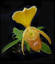 Paphiopedilum helenae. A species orchid (color)