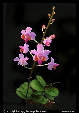 Phalaenopsis pulcherrima. A species orchid