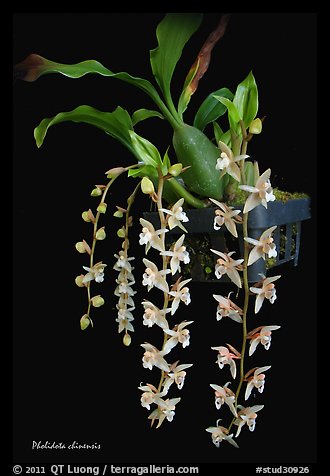 Picture/Photo: Pholidota chinensis. A species orchid
