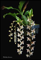 Pholidota chinensis. A species orchid ( color)