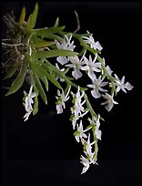 Phymatidium delicatulum. A species orchid (color)
