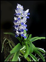 Phynchostylis coelestis. A species orchid