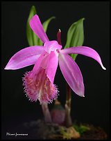 Pleione formosana1. A species orchid