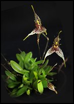 Pleurothallis alata. A species orchid (color)