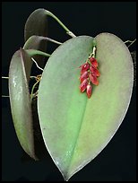 Pleurothallis hamosa. A species orchid (color)