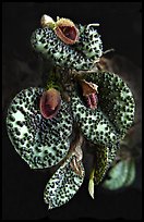 Pleurothallis melanopoda. A species orchid (color)