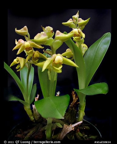 Polystachya zambesiana. A species orchid