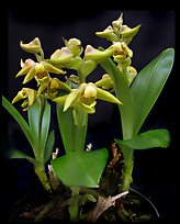Polystachya zambesiana. A species orchid