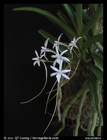 Picture/Photo: Rangaeris amaniensis. A species orchid