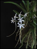 Rangaeris amaniensis. A species orchid (color)