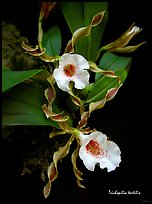 Trichopilia tortilis plant. A species orchid