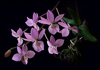 Barkeria melanocaulon. A species orchid