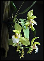 Bifrenaria racemosa. A species orchid