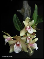 Bifrenaria silvana. A species orchid