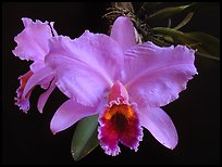 Cattleya percilviana 'Sumit'. A species orchid ( color)