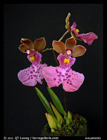 Caucaea mimetica. A species orchid (color)