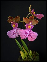 Caucaea mimetica. A species orchid (color)