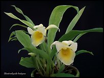 Chondrorhyncha lendyana. A species orchid (color)