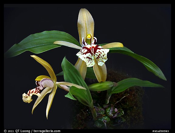 Coelogyne schilleriana. A species orchid