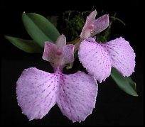 Comparettia macroplectron flower. A species orchid ( color)