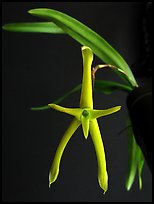 Cryptocentrum latifolium. A species orchid