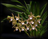 Cymbidium pumilum 'Blush'. A species orchid