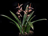 Cymbidium sinense 'Da Mo'. A species orchid