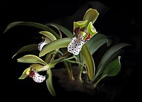 Cymbidium tigrinum. A species orchid
