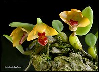 Dendrobium bulbophylloides. A species orchid ( color)