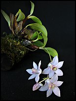 Dendrobium cruthwellii. A species orchid