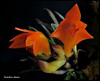 Dendrobium cruthwellii. A species orchid (color)
