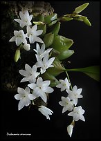 Dickasonia vernicosa. A species orchid